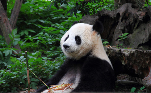 大型熊猫Ailuropodamelanoleuca图片