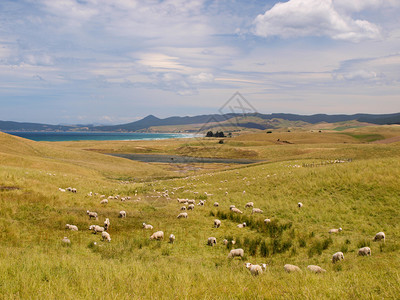 沿海丘陵乡村景观中的绵羊农场图片