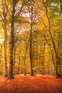 秋覆盖森林的美丽景观图像图片