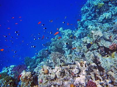 满是小鱼的珊瑚礁图片