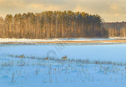 白雪冬季森林有鹿Capreolus图片