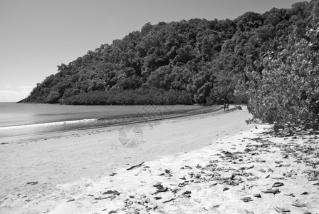 澳大利亚Daintree公园植图片