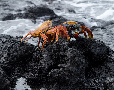 加拉帕戈斯群岛火山沿岸的红岩莎莉莱特福SallyLightfoot图片