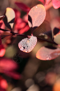 红花叶子上的露水图片