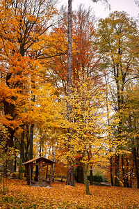 秋天的公园地上落黄叶图片