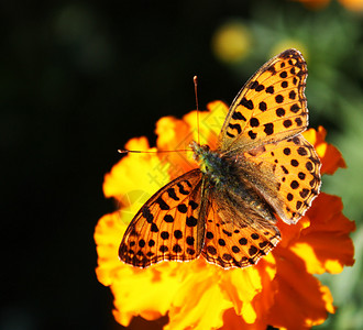 坐在黄色花朵上的美丽的蝴蝶图片
