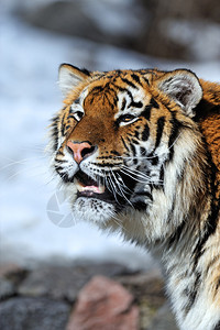 冬天走在雪地里的老虎图片