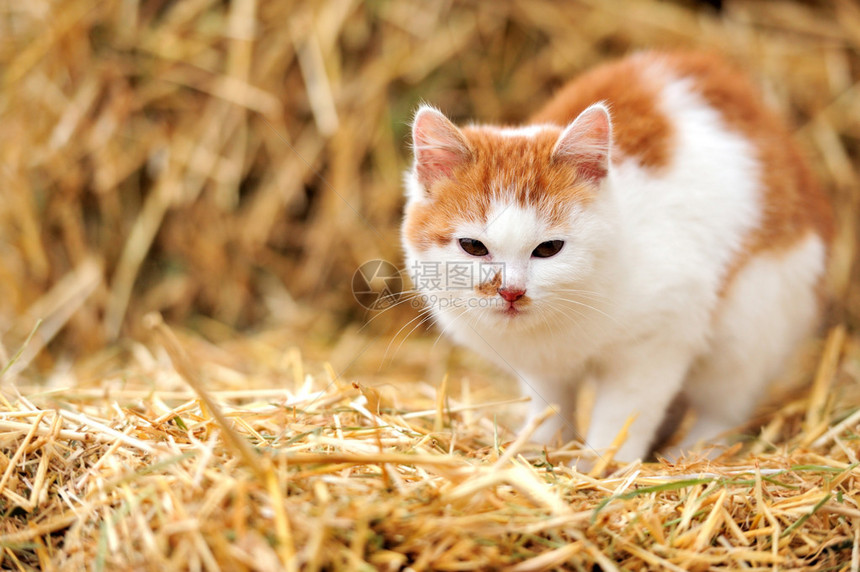 猫在稻草上图片