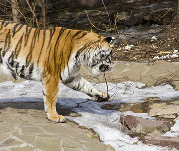 冬天下雪时是老虎半身莫斯科图片
