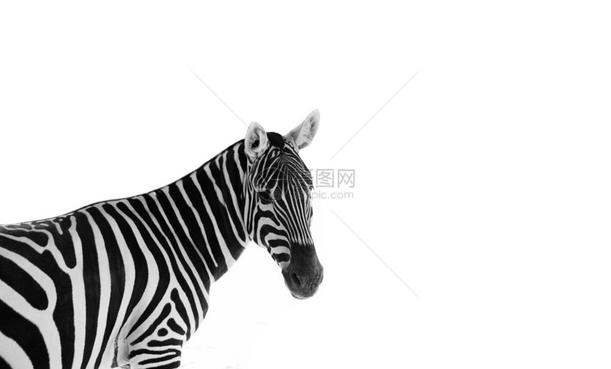 一只警示斑马的头部和肩部站在侧面向后仰望着在白色与复制空间图片