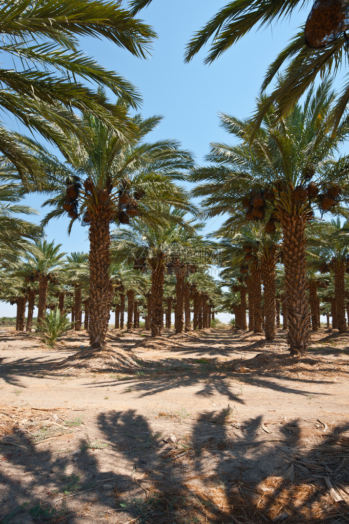 以色列约旦河谷椰棕榈植物种图片