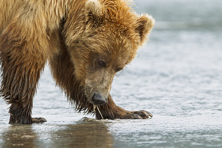 一只流口水的熊在蛤蜊图片