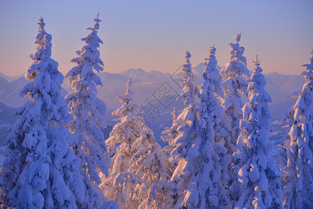 自然山冬季景观与树和新鲜的雪图片