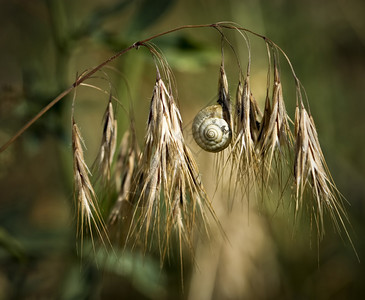 露水草地上的蜗牛图片