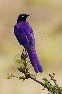 美丽的非洲椋鸟图片