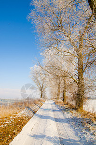 冬天的风景被雪覆盖的树木图片