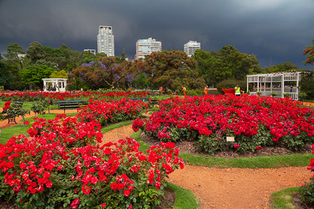 布宜诺斯艾利斯有彩色花图片