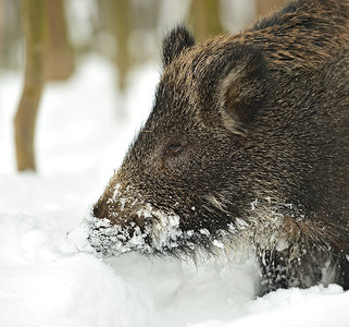 狂野冬天的野猪图片