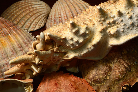 海龙海壳图片