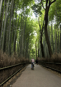 日本京都岚山著名的竹林图片