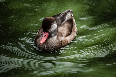鸭子在鲜绿色的湖中游泳图片