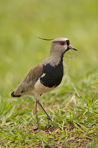 南美的典型鸟类也叫TeroVanellusChil图片