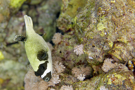 红海河豚鱼特写肖像图片