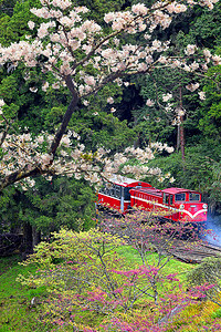 阿里山森林小火车图片