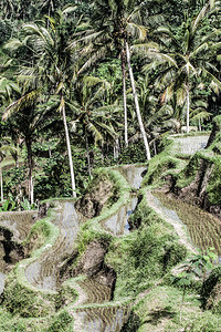 印度尼西亚巴厘绿色水稻梯田人类发展图片
