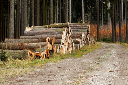 森林道路原木附近的柴堆图片