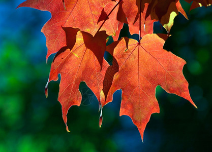 明亮的阳光透过悬挂的秋叶照耀图片