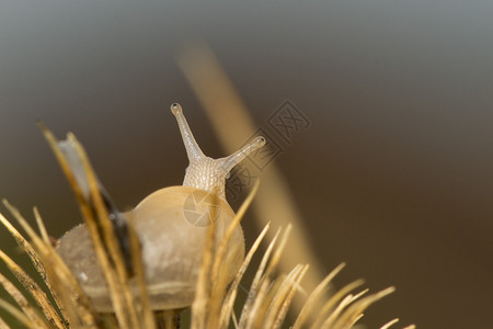 在灰色和棕色背景的一只蜗牛图片