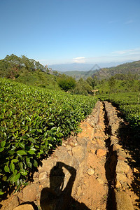 斯里兰卡哈普塔莱省生动绿色茶叶作图片