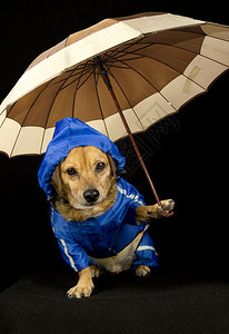 蓝雨犬与雨伞图片