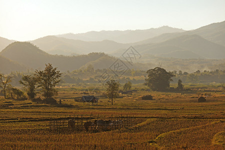 泰国北部土著风格农图片