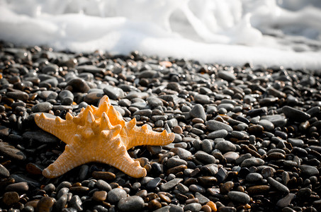 海滩上美丽的海星图片