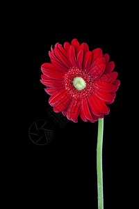 黑色背景上的红色雏菊花背景图片