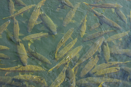 一群大鱼在印度湖背景图片