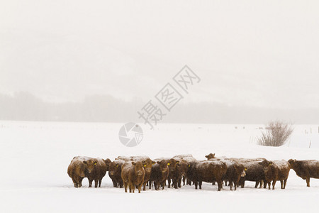 牛场上覆盖着新鲜的雪图片