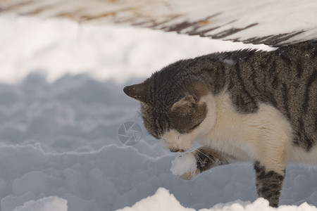 雪地里的一只黄眼睛猫图片