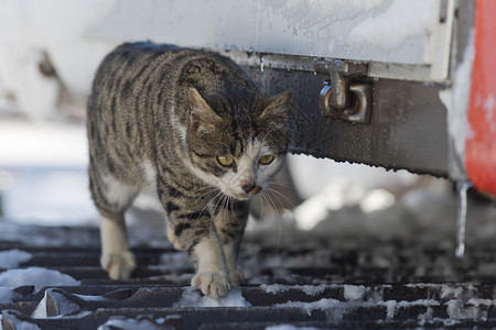 雪地里的一只黄眼睛猫图片