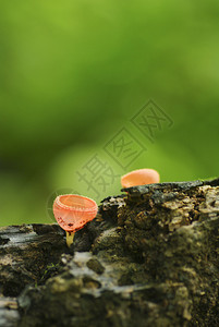 蘑菇塔泽图片