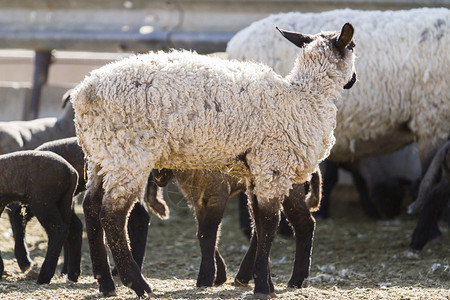 羊群和羊羔在春天图片