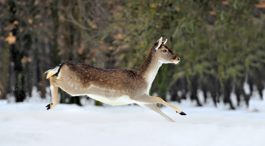 冬季森林中的小鹿图片