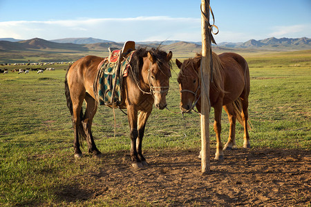 蒙古拴马图片