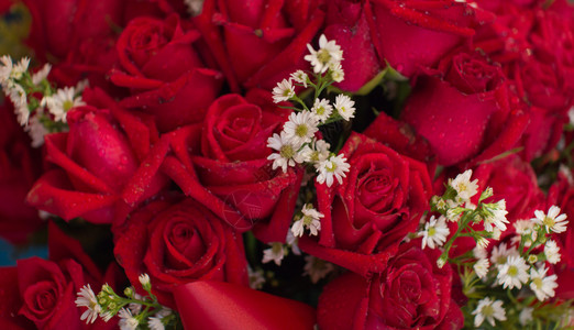 红玫瑰花束特写背景图片