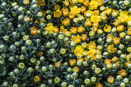 在越南西贡市集花朵中用于图片