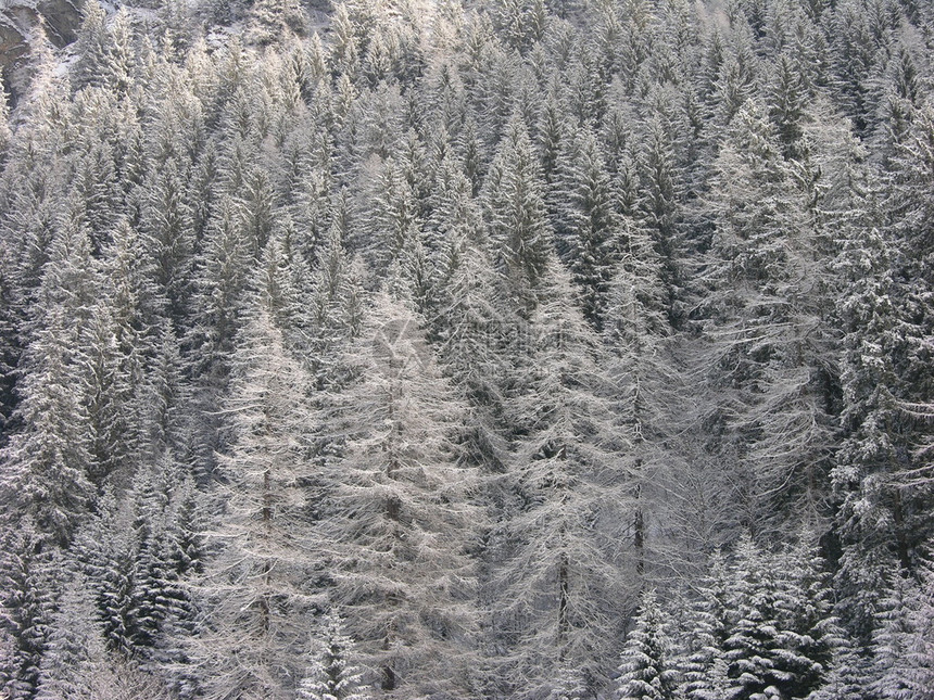 雪森林图片