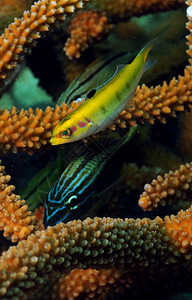 近距离图像有鹿角珊瑚的咕噜鱼和黄图片