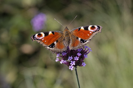 孔雀蝴蝶紫顶马鞭草上的欧洲孔雀德国图片
